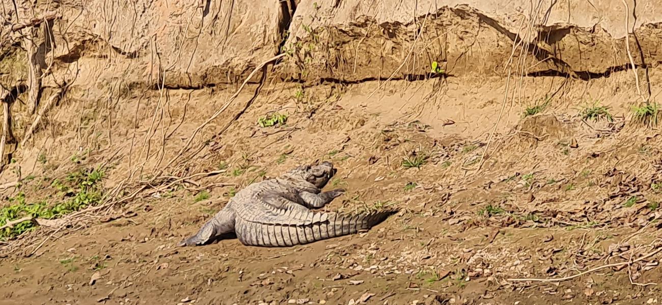 The Chitwan National Park