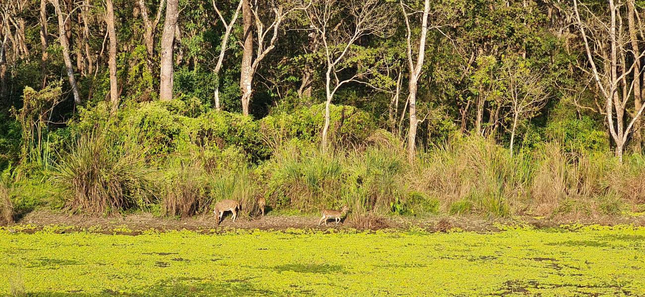 safari tours