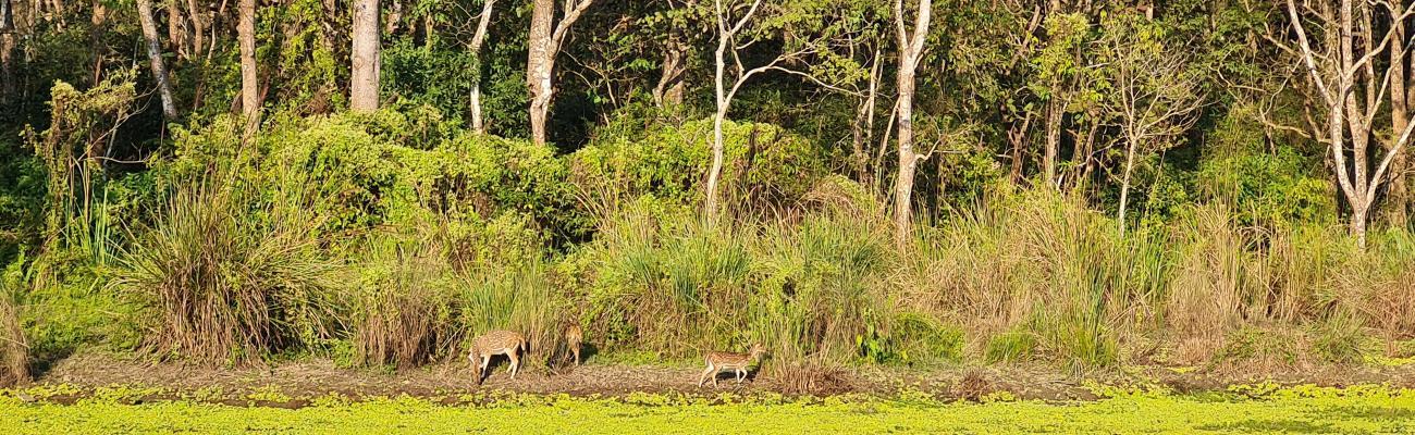 Chitwan Jungle safari tour banner image