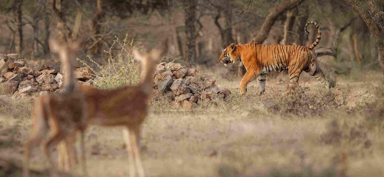 Bardiya jungle safari tour 9 days