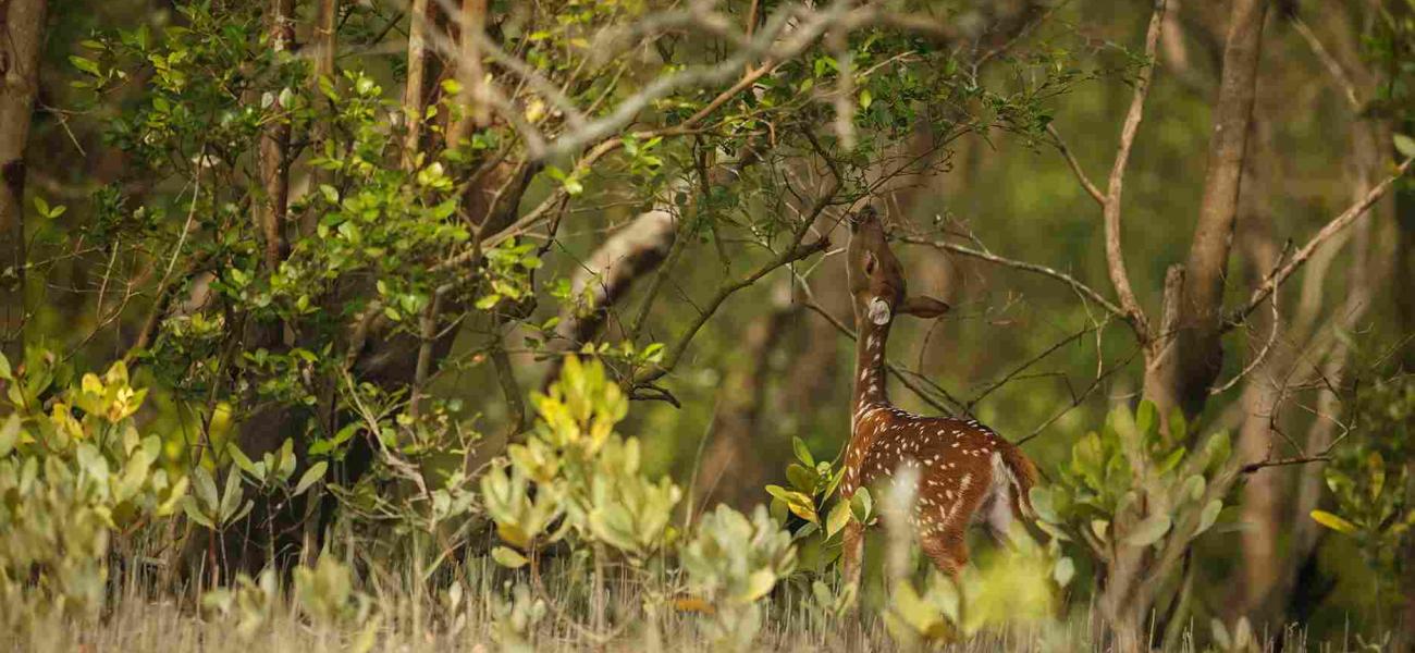 bardiya banner image