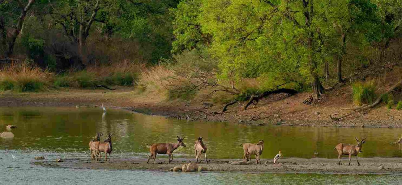 bardiya national park
