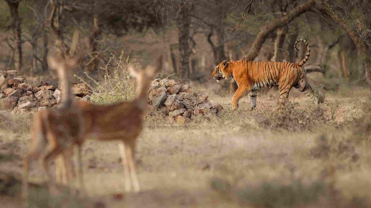 Bardiya jungle safari tour 9 days
