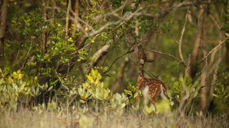 bardiya national park tour