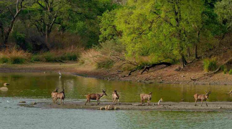bardiya
