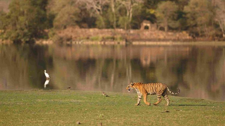 Bardiya jungle safari tour